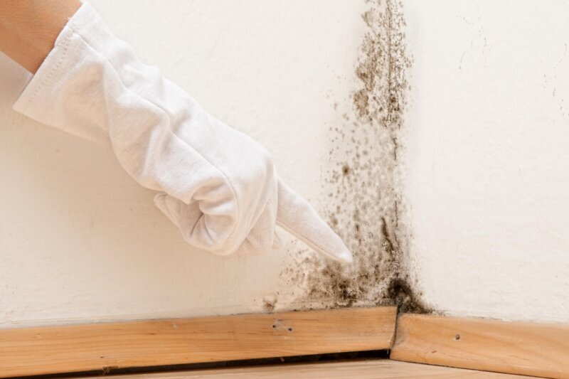 Gratis-Download: Antrag auf Entfernung des Schimmels Gratis-Download: Antrag auf Entfernung des Schimmels