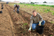 Ab 01.06.2024 ist der Arbeitsschutz in der Landarbeit bundesweit einheitlich