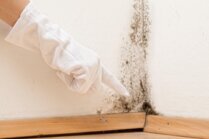 Gratis-Download: Antrag auf Entfernung des Schimmels